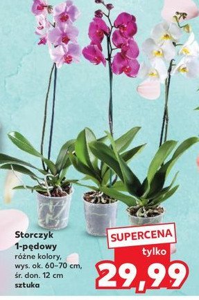 Storczyk 1 pęd 12 cm promocja w Kaufland