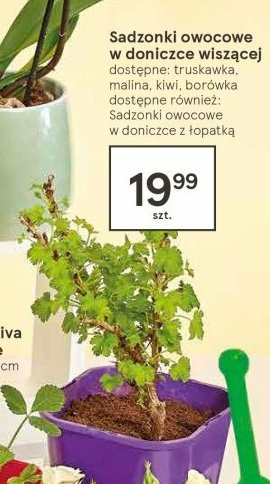 Kiwi w doniczce wisz膮cej promocja