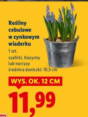 Rośliny cebulowe w cynkowym wiaderku promocja w Lidl
