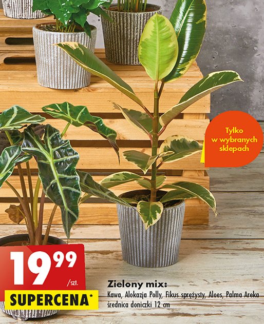 Palma 12 cm promocja