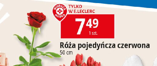 Róża pojedyncza promocja w Leclerc