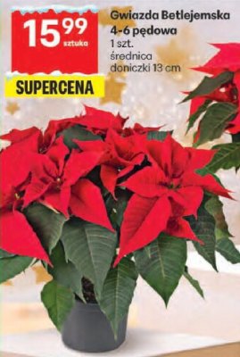Gwiazda Betlejemska 4-6 pędowa promocja w Delikatesy Centrum