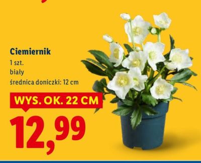 Ciemiernik promocja w Lidl