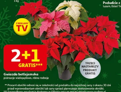 Gwiazda betlejemska poinsecja wielopędowa, różne rodzaje promocja w Auchan