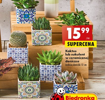 Kaktus w ceramice promocja