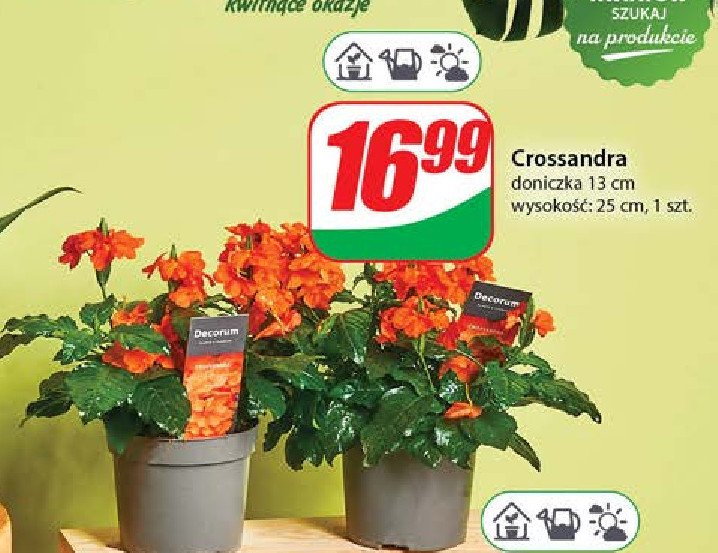 Crossandra 13 cm promocja w Dino