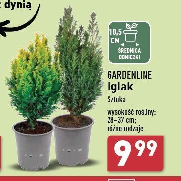 Iglak 28-37 cm promocja