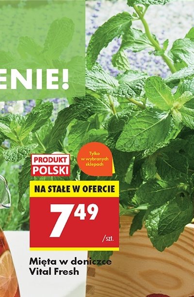 Mięta Vital fresh promocja