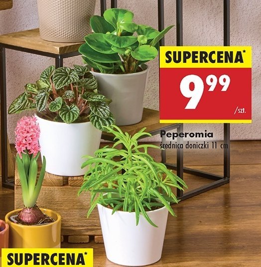 Peperomia promocja w Biedronka