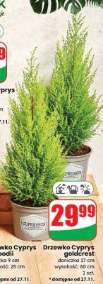 Drzewko Cyprys goldcrest promocja w Dino