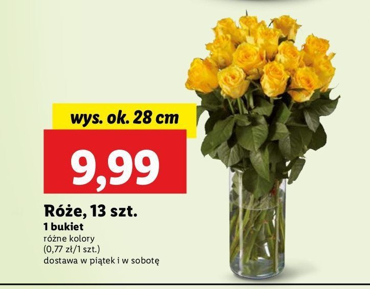 Róże 28 cm promocja w Lidl