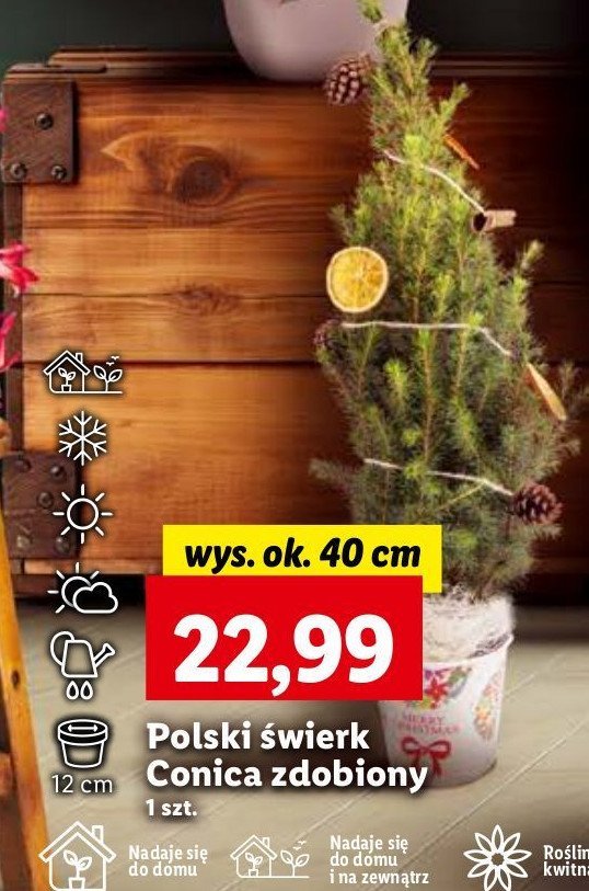 Świerk conica 40 cm promocja