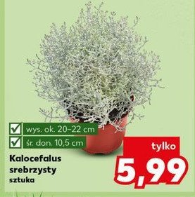 Kalocefalus srebrzysty 10.5 cm promocja