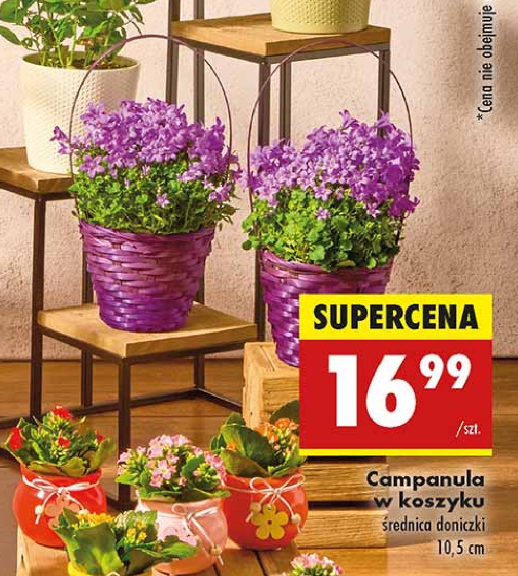 Campanula 10.5 cm promocja