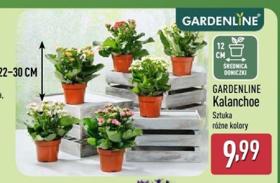 Kalanchoe różne kolory promocja w Aldi