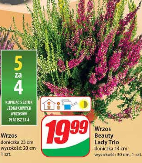 Wrzos don. 14 cm promocja