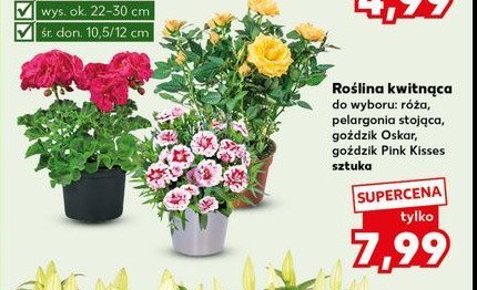 Goździk oskar 10.5 cm promocja w Kaufland