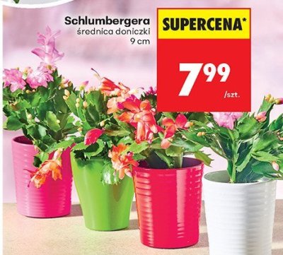 Od czwartku, Z ladą tradycyjną, strona 82 promocja w Biedronka