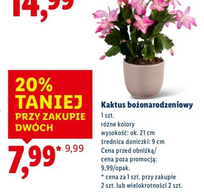 Kaktus bożonarodzeniowy różne kolory promocja w Lidl