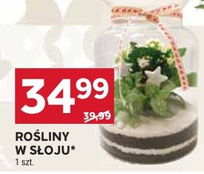 Rośliny w słoju promocja w Stokrotka