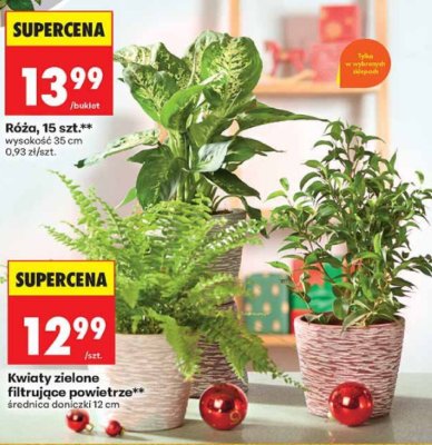 Róża, 15 szt., wysokość 35 cm promocja w Biedronka
