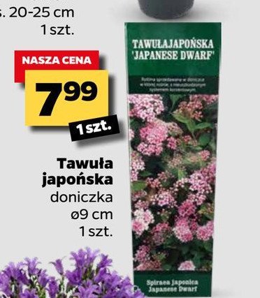 Tawu艂a japo艅ska promocja