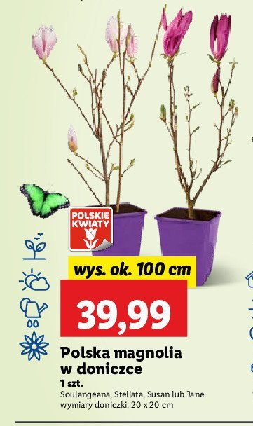 Magnolia susan promocja w Lidl