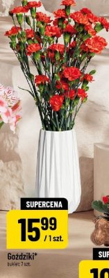 Kwiaty Goździki promocja w POLOmarket