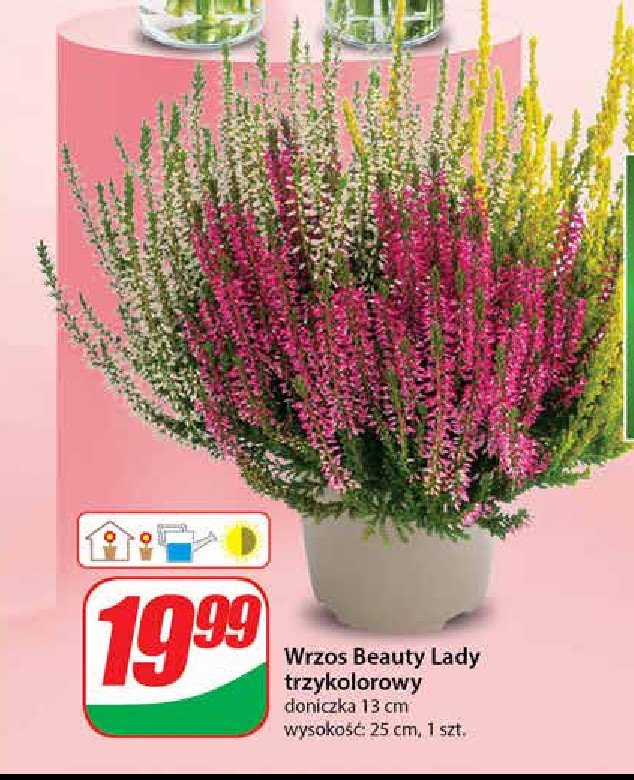 Wrzos beauty lady colour crown promocja