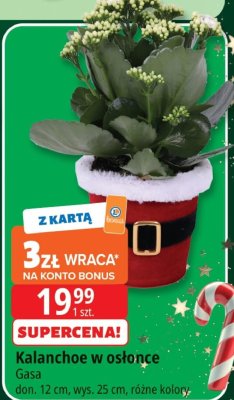 Kalanchoe w osłonce Gasa promocja w Leclerc