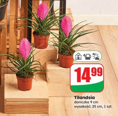 Tilandsia doniczka 9 cm wysokość: 25 cm promocja w Dino