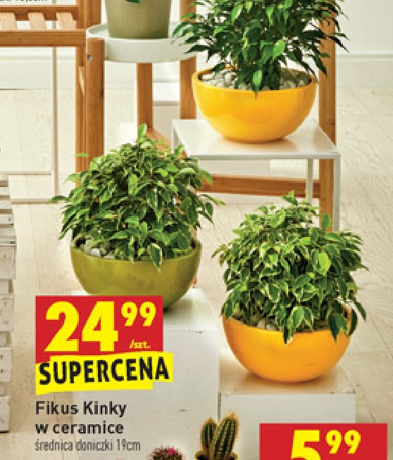 Fikus kinky w ceramice 19 cm promocja