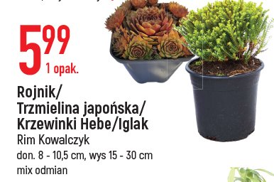 Iglak 15-30 cm Rim kowalczyk promocja