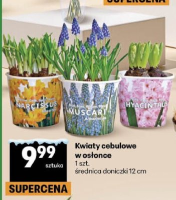 Kwiaty cebulowe w osłonce promocja w Delikatesy Centrum