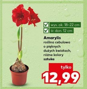 Amarylis don. 12 cm promocja w Kaufland