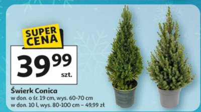 Świerk Conica w don. o śr. 19 cm, wys. 60-70 cm promocja w Auchan