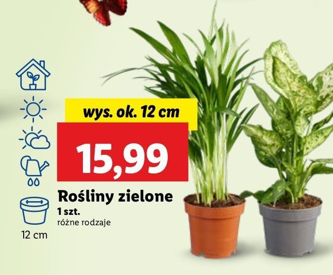 Rośliny zielone don. 12 cm promocja