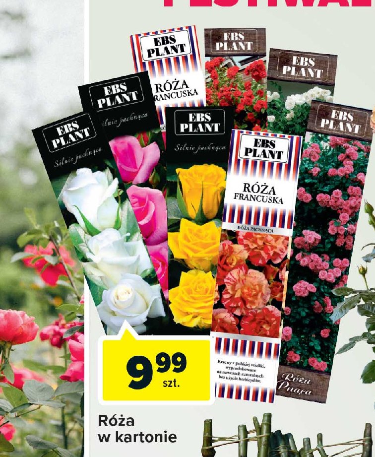 Róża pnąca w kartonie różowa Ebs plant promocja