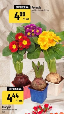 Hiacynt roślina doniczkowa średnica doniczki 7 cm promocja w POLOmarket