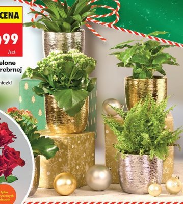 Kwiaty zielone w złoto-srebrnej doniczce średnica doniczki 12 cm promocja w Biedronka