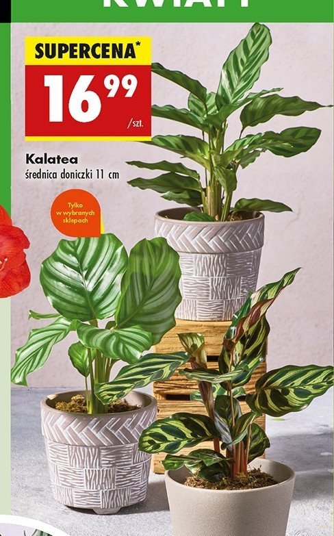 Kalatea 11 cm promocja w Biedronka