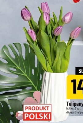 Tulipany promocja w POLOmarket