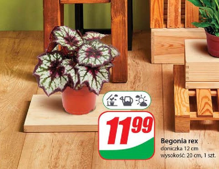 Begonia rex promocja w Dino