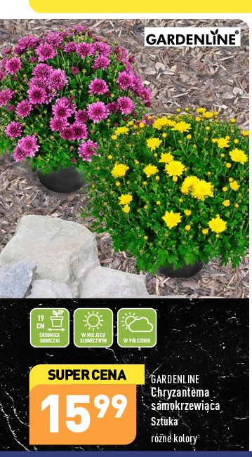 Chryzantema samokrzewi膮ca GARDEN LINE promocja
