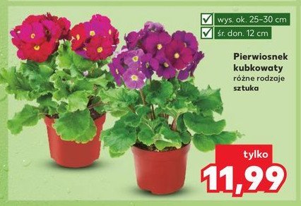 Pierwiosnek kubkowaty promocja w Kaufland