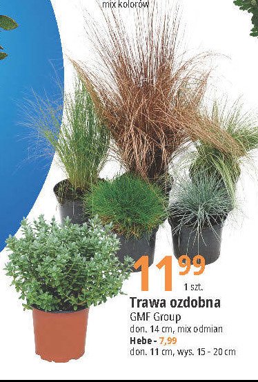 Hebe don 11 cm Gmf group promocja