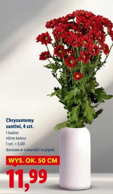 Chryzantemy santini 4 szt. promocja w Lidl