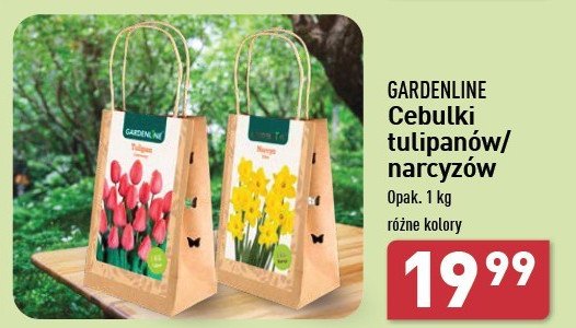 Narcyze cebulki GARDEN LINE promocja w Aldi