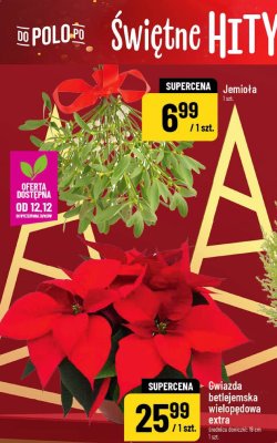 Jemioła promocja w POLOmarket