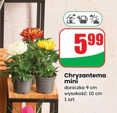 Chryzantema mini doniczka 9 cm wysokość: 10 cm promocja w Dino